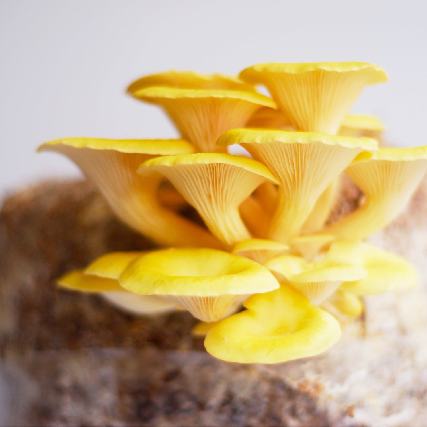 Yellow Oyster Mushroom