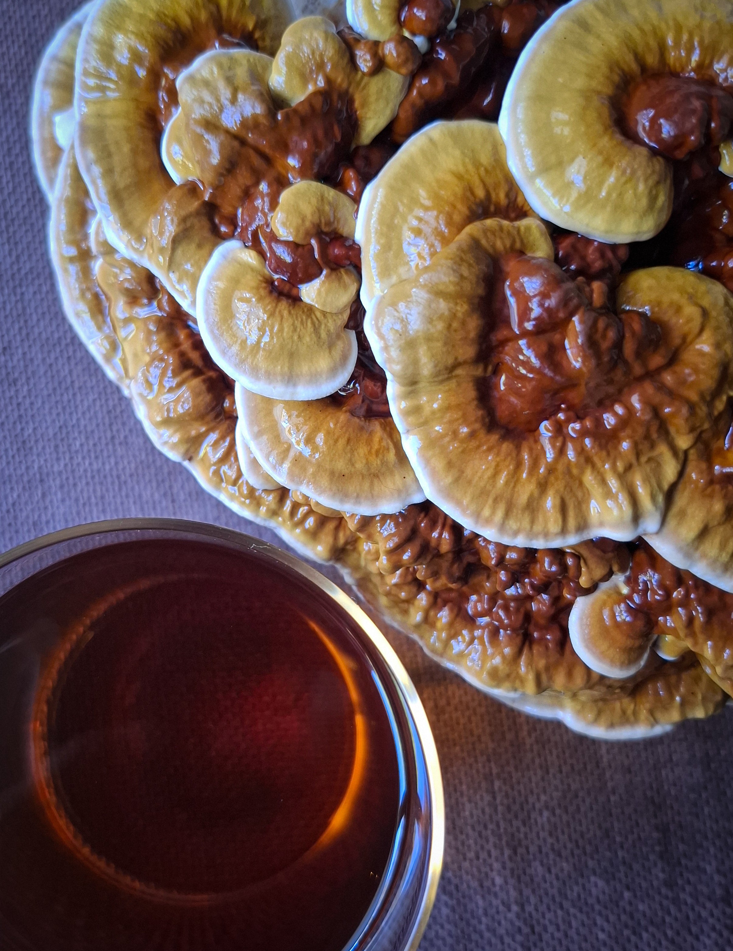 Australian Reishi mushroom drops