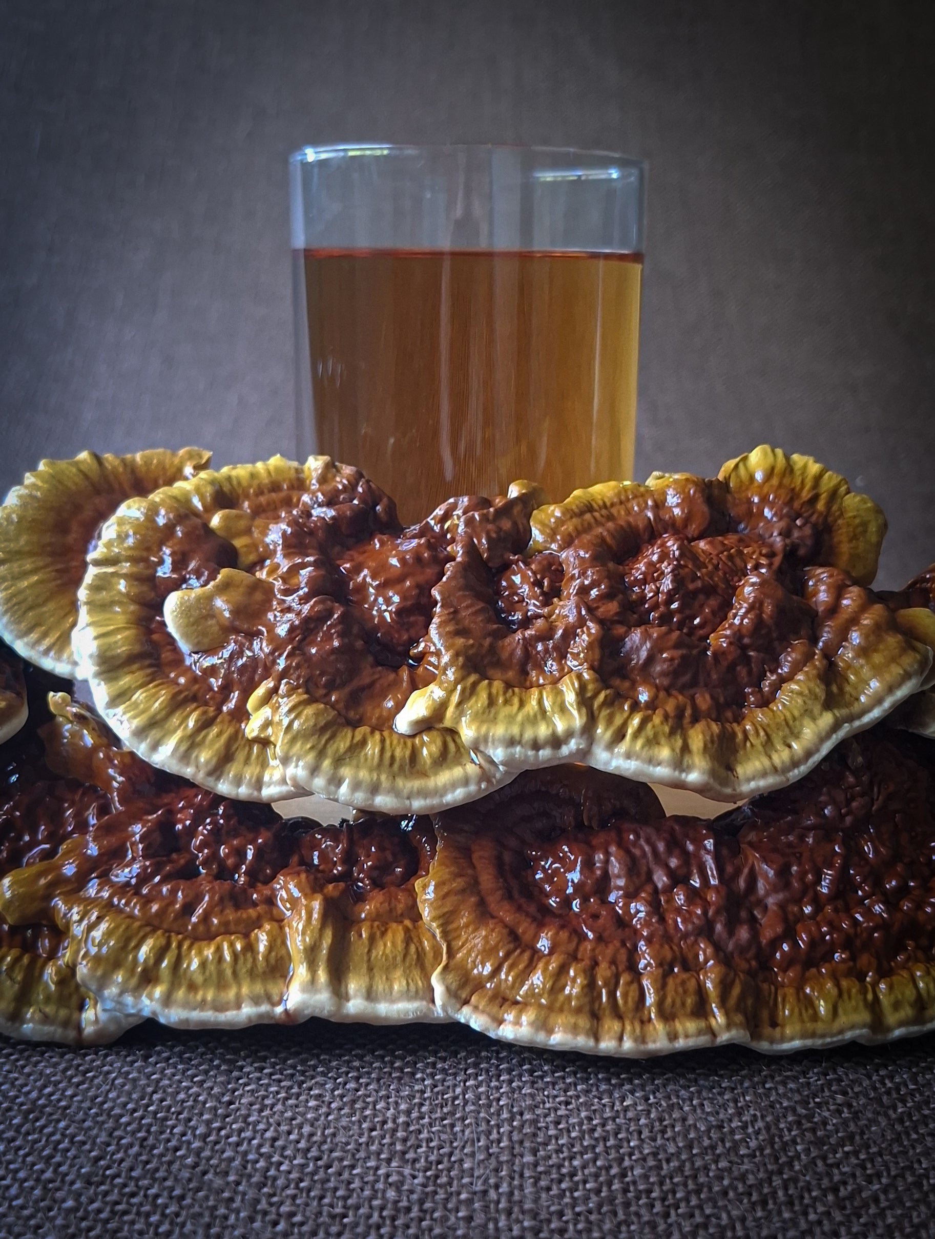 Australian Reishi mushroom drops
