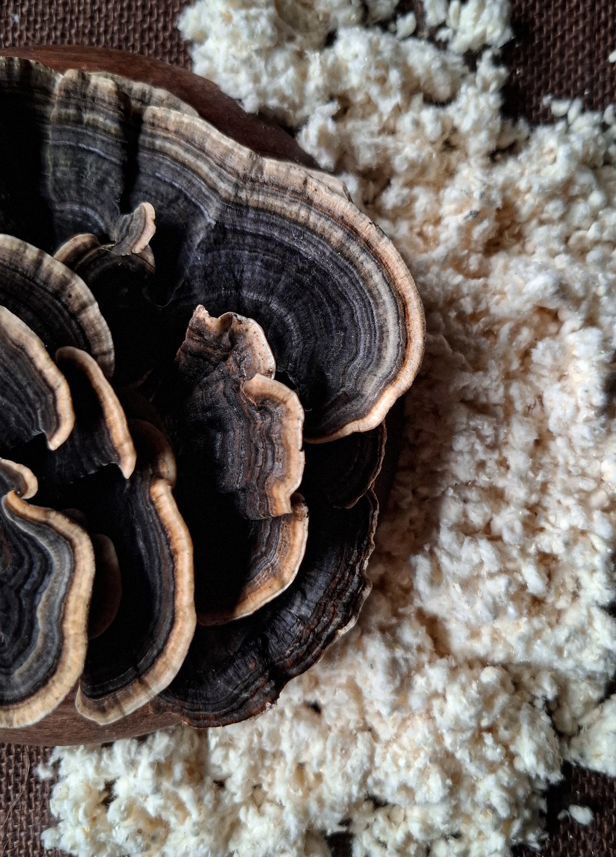 Australian Turkey Tail Mushroom Powder