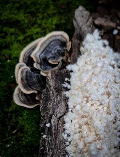 Australian Turkey Tail Mushroom Powder