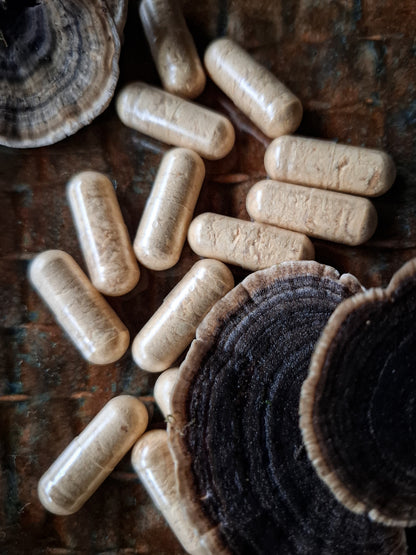 Australian Turkey Tail Mushroom Capsules