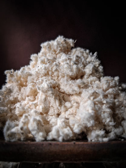 Australian Turkey Tail Mushroom Powder