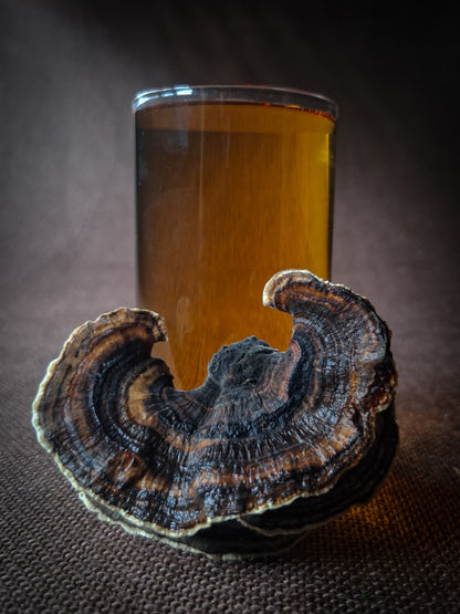 Australian Turkey Tail mushroom drops