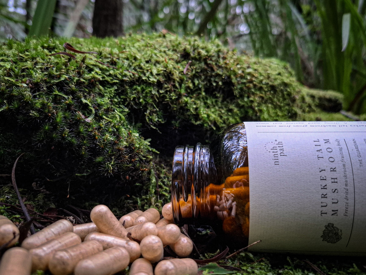 Australian Turkey Tail Mushroom Capsules