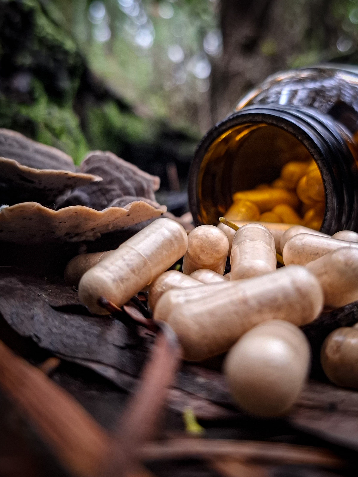 Australian Turkey Tail Mushroom Capsules